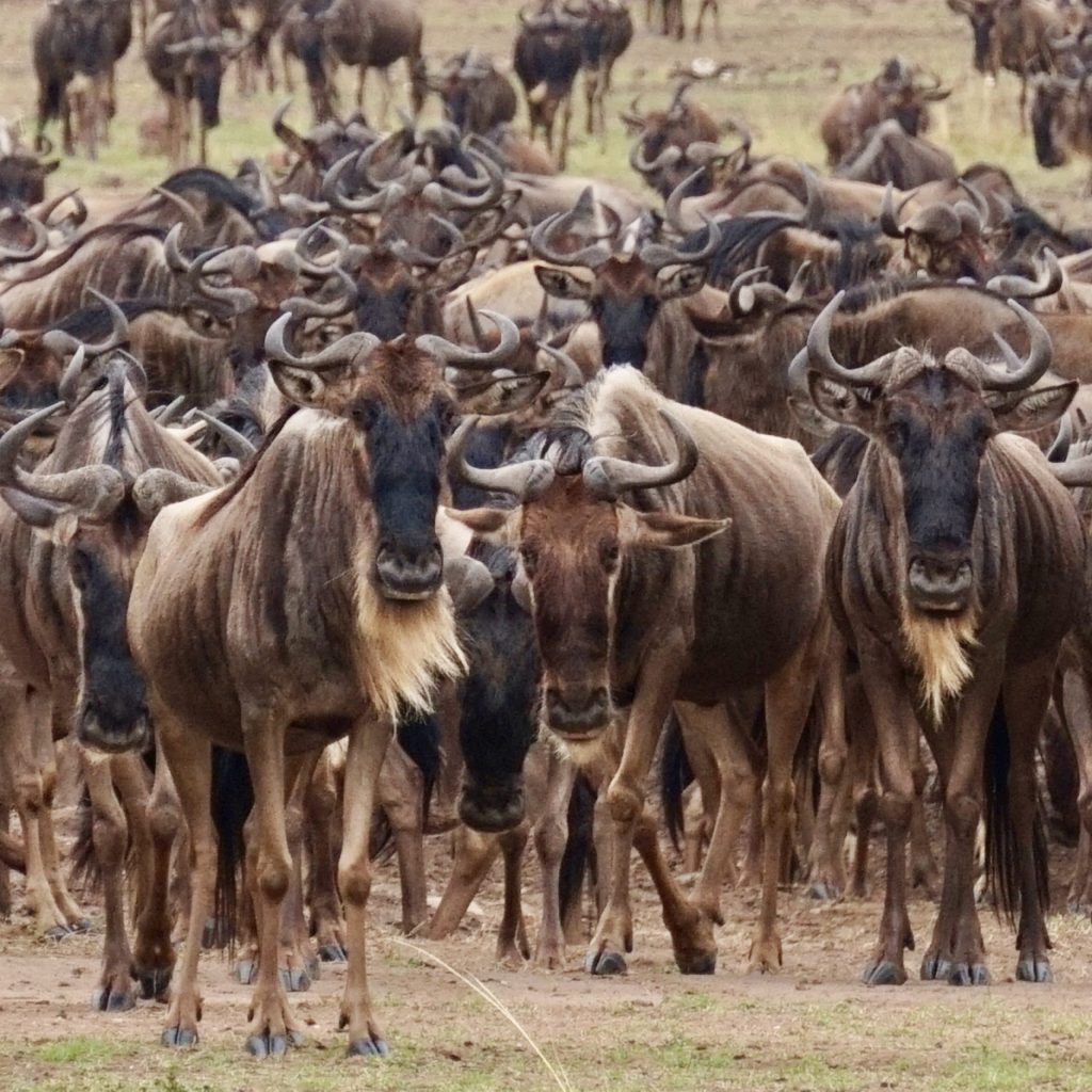 The Wildebeests Migration, Makes a Dramatic Turn-around