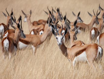 Choosing the Perfect Photo Safari: A Guide to East & Southern Africa